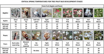 Critical Temperatures for Fruit Blossoms