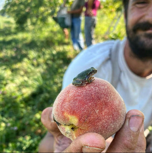 People, Peaches, & Tree Frogs