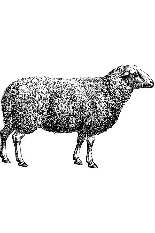 Lamb Neck